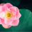 佛门公案 : 虚云老和尚传戒讲经 枯梅开出莲花