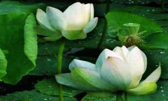 觉海文集 生死大事