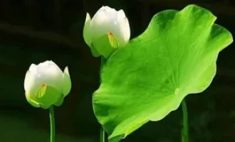 福报真是命中注定的吗